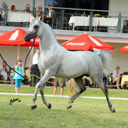 The 2011 Polish National Championships & Pride of Poland Sale