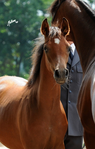 The 2011 Polish National Championships & Pride of Poland Sale