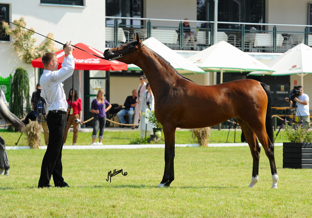 The 2011 Polish National Championships & Pride of Poland Sale