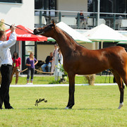 The 2011 Polish National Championships & Pride of Poland Sale
