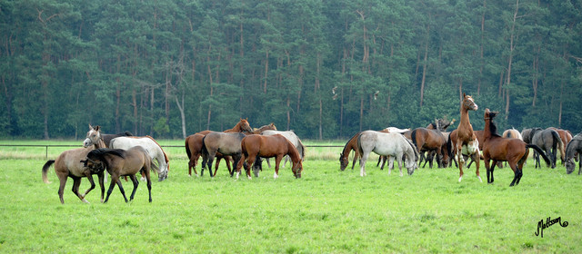 The 2011 Polish National Championships & Pride of Poland Sale