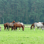 The 2011 Polish National Championships & Pride of Poland Sale