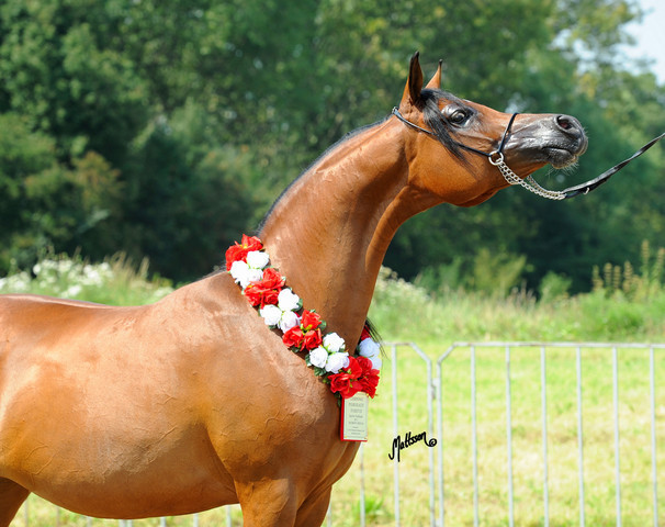 The 2011 Polish National Championships & Pride of Poland Sale