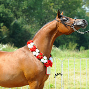 The 2011 Polish National Championships & Pride of Poland Sale