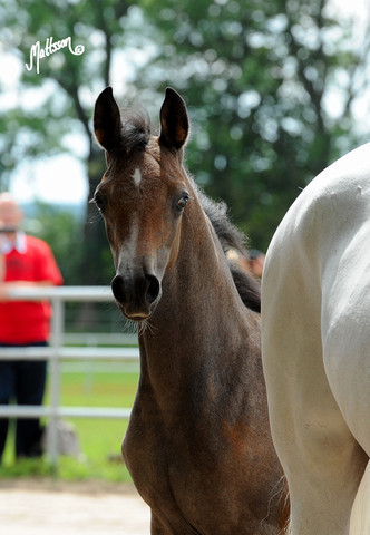 The 2011 Polish National Championships & Pride of Poland Sale