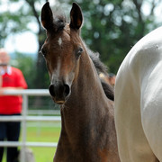 The 2011 Polish National Championships & Pride of Poland Sale