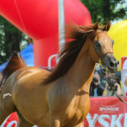 The 2011 Polish National Championships & Pride of Poland Sale