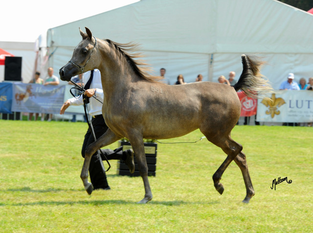 The 2011 Polish National Championships & Pride of Poland Sale