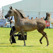 The 2011 Polish National Championships & Pride of Poland Sale