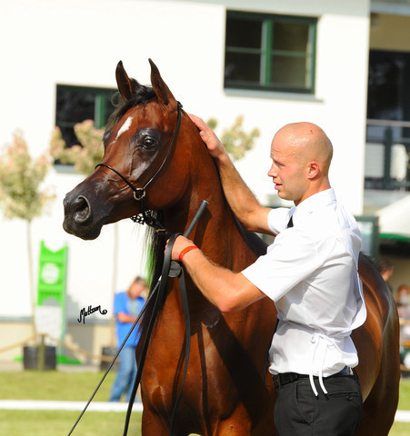The 2011 Polish National Championships & Pride of Poland Sale