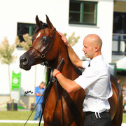 The 2011 Polish National Championships & Pride of Poland Sale