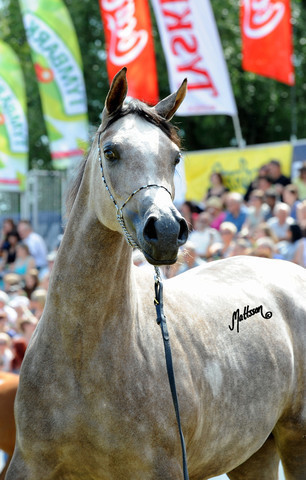 The 2011 Polish National Championships & Pride of Poland Sale