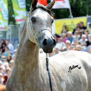 The 2011 Polish National Championships & Pride of Poland Sale
