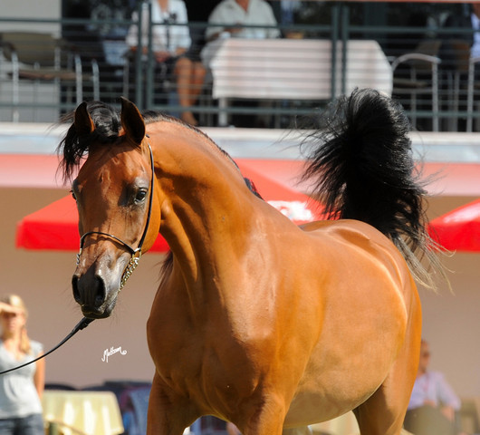 The 2011 Polish National Championships & Pride of Poland Sale