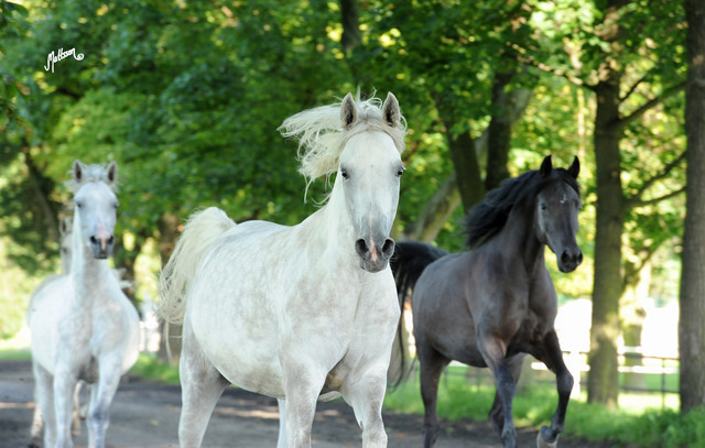 The 2011 Polish National Championships & Pride of Poland Sale