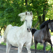 The 2011 Polish National Championships & Pride of Poland Sale