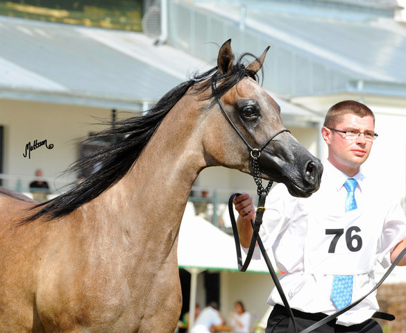 The 2011 Polish National Championships & Pride of Poland Sale