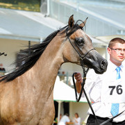 The 2011 Polish National Championships & Pride of Poland Sale