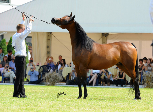 The 2011 Polish National Championships & Pride of Poland Sale