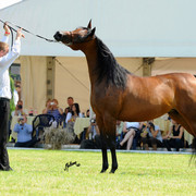 The 2011 Polish National Championships & Pride of Poland Sale