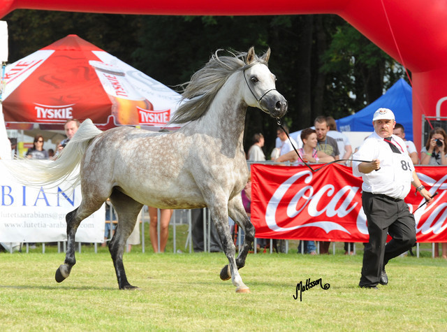 The 2011 Polish National Championships & Pride of Poland Sale