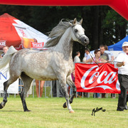 The 2011 Polish National Championships & Pride of Poland Sale