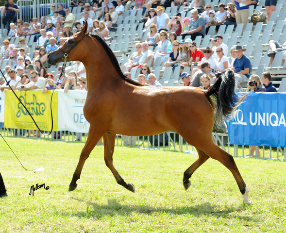The 2011 Polish National Championships & Pride of Poland Sale