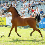 The 2011 Polish National Championships & Pride of Poland Sale