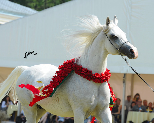 The 2011 Polish National Championships & Pride of Poland Sale