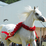 The 2011 Polish National Championships & Pride of Poland Sale