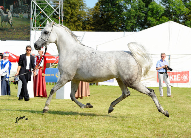 The 2011 Polish National Championships & Pride of Poland Sale