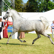 The 2011 Polish National Championships & Pride of Poland Sale
