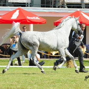 The 2011 Polish National Championships & Pride of Poland Sale