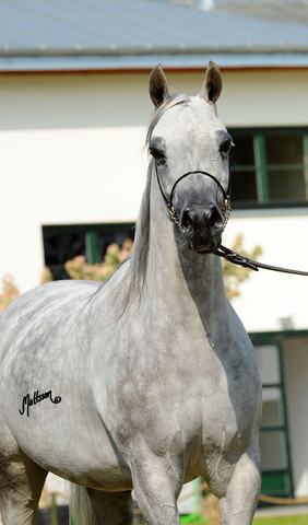 The 2011 Polish National Championships & Pride of Poland Sale