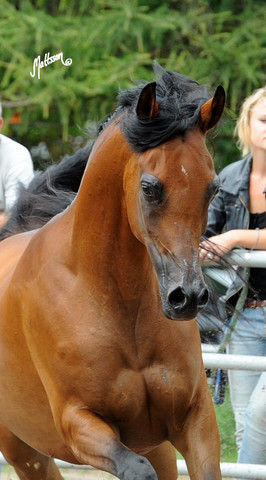 The 2011 Polish National Championships & Pride of Poland Sale