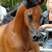 The 2011 Polish National Championships & Pride of Poland Sale