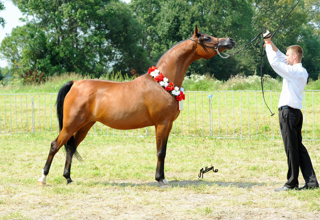 The 2011 Polish National Championships & Pride of Poland Sale