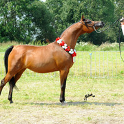 The 2011 Polish National Championships & Pride of Poland Sale