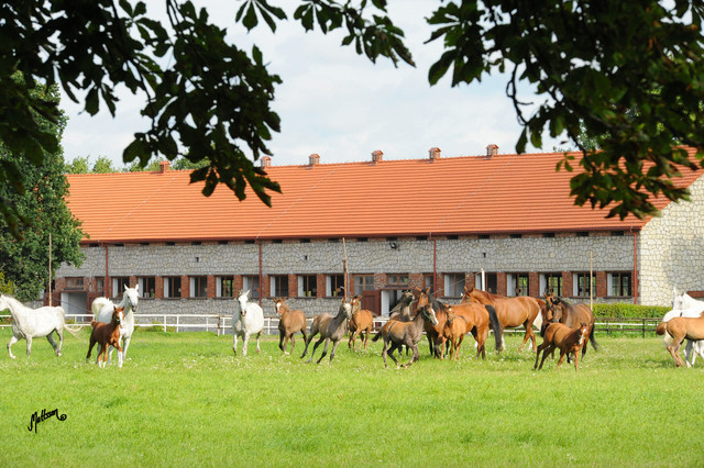 The 2011 Polish National Championships & Pride of Poland Sale