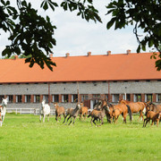 The 2011 Polish National Championships & Pride of Poland Sale