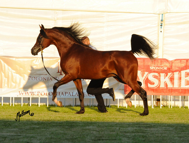The 2011 Polish National Championships & Pride of Poland Sale