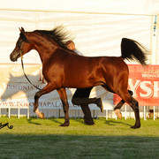 The 2011 Polish National Championships & Pride of Poland Sale