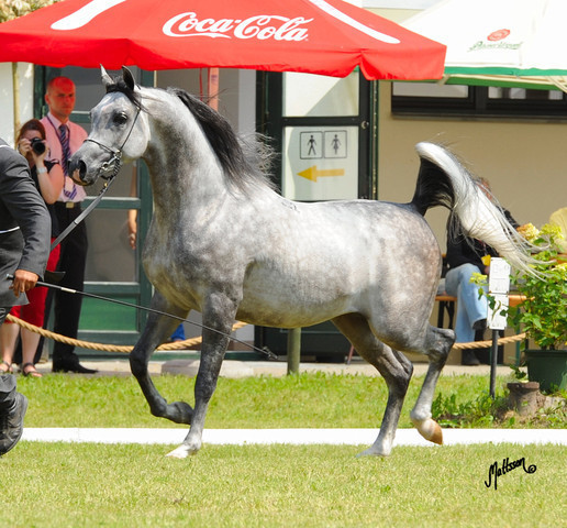 The 2011 Polish National Championships & Pride of Poland Sale