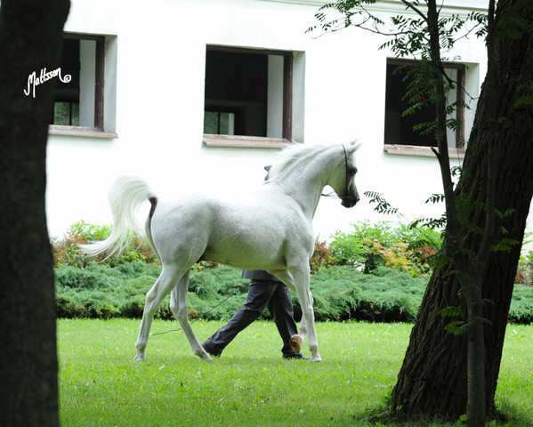 The 2011 Polish National Championships & Pride of Poland Sale