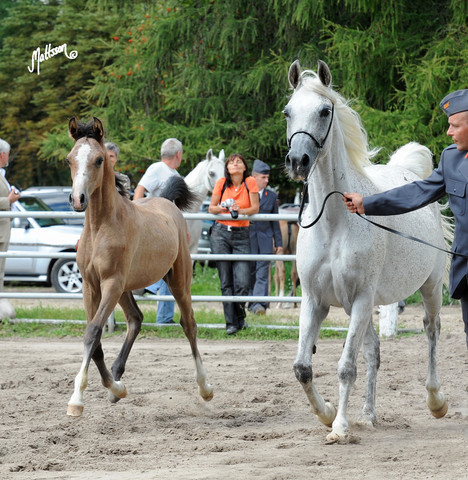 The 2011 Polish National Championships & Pride of Poland Sale