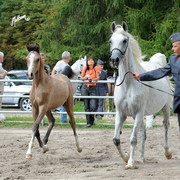 The 2011 Polish National Championships & Pride of Poland Sale