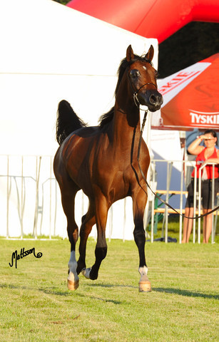 The 2011 Polish National Championships & Pride of Poland Sale
