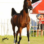 The 2011 Polish National Championships & Pride of Poland Sale