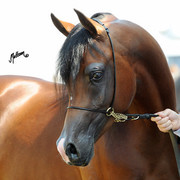 The 2011 Polish National Championships & Pride of Poland Sale
