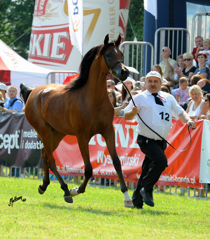 The 2011 Polish National Championships & Pride of Poland Sale